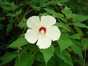 the swamp rose mallow (Hibiscus moscheutos)