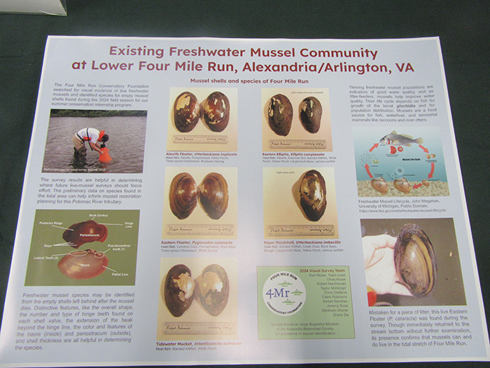 Kurt_Moser_with_the_Four_Mile_Run_Conservancy_Foundation_shared_information_on_mussels_in_Four_Mile_Run-700.jpg