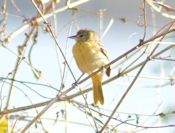 Baltimore oriole