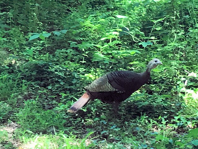 Wild turkey Wild turkey