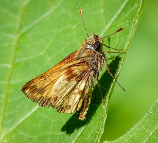 Zabulon skipper butterfly Zabulon skipper butterfly