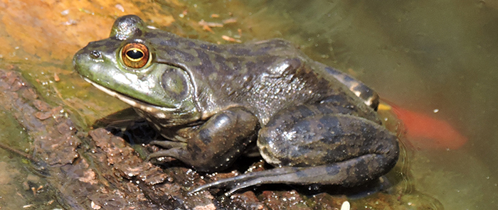 Americaan bullfrog