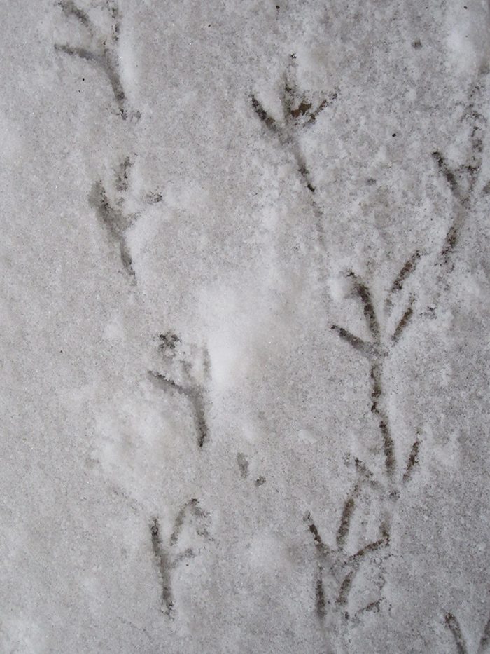 dove_tracks-700.jpg