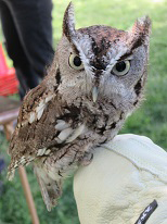Screech owl Screech owl